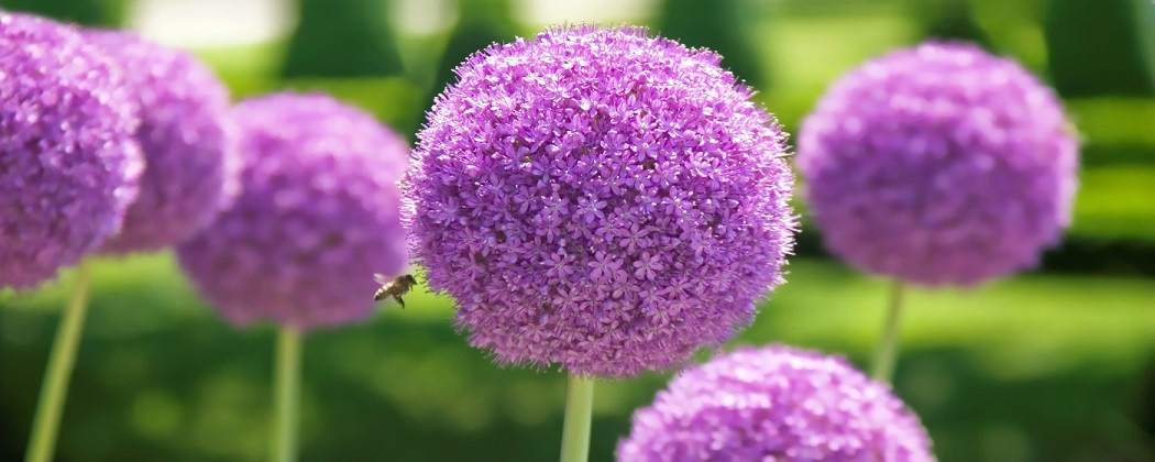 Bulbi de Allium - Ceapa Decorativa - Magia Naturi