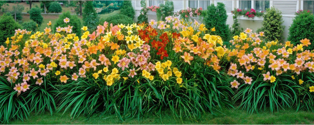 Radacini de Flori Premium - Magia Naturii