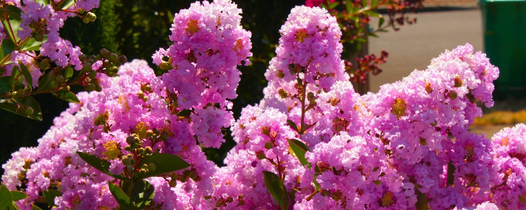 Liliac Indian la Ghiveci | Lagerstroemia Indica | Magia Naturii