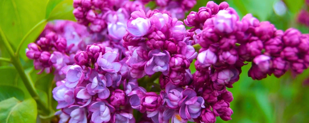 Liliac de Vanzare | Syringa Vulgaris | Magia Naturii