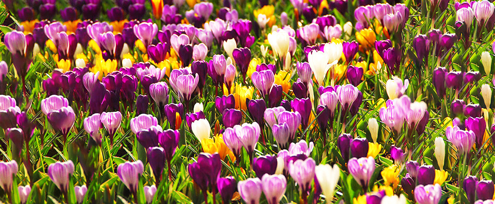 Bulbi de Crocus - Branduse de primavara