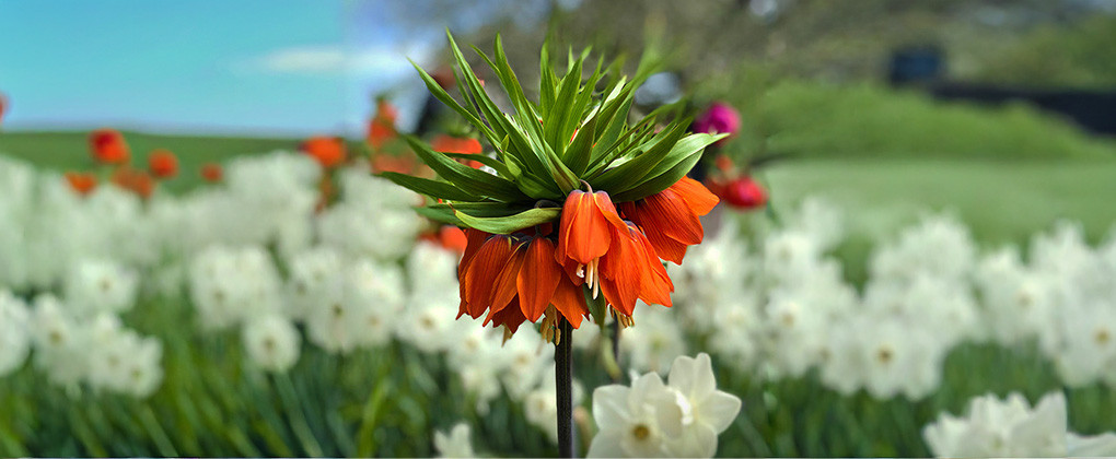 Bulbi Fritillaria - Coroana Imperiala
