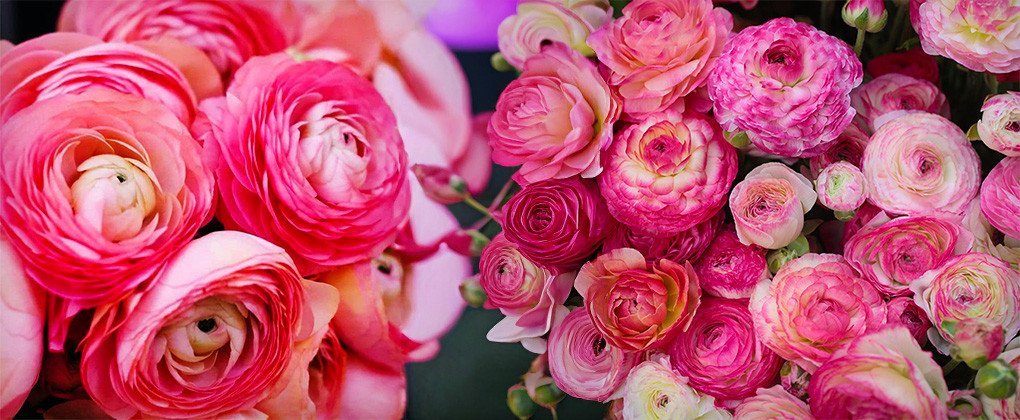 Bulbi Ranunculus - Piciorul Cocosului