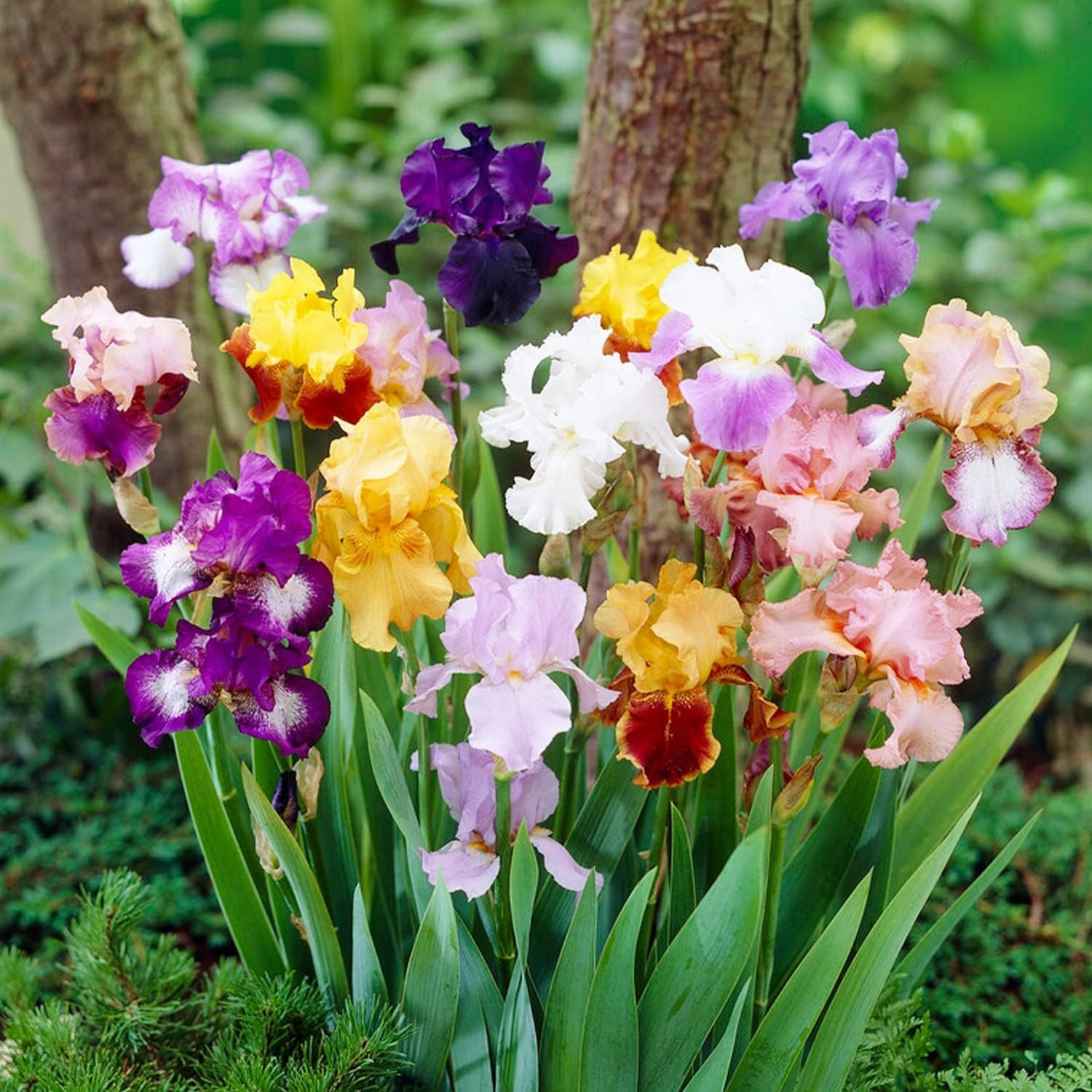 Iris Germanica Rizomi