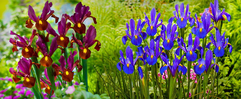 Bulbi de Iris (Hollandica, Reticulata)