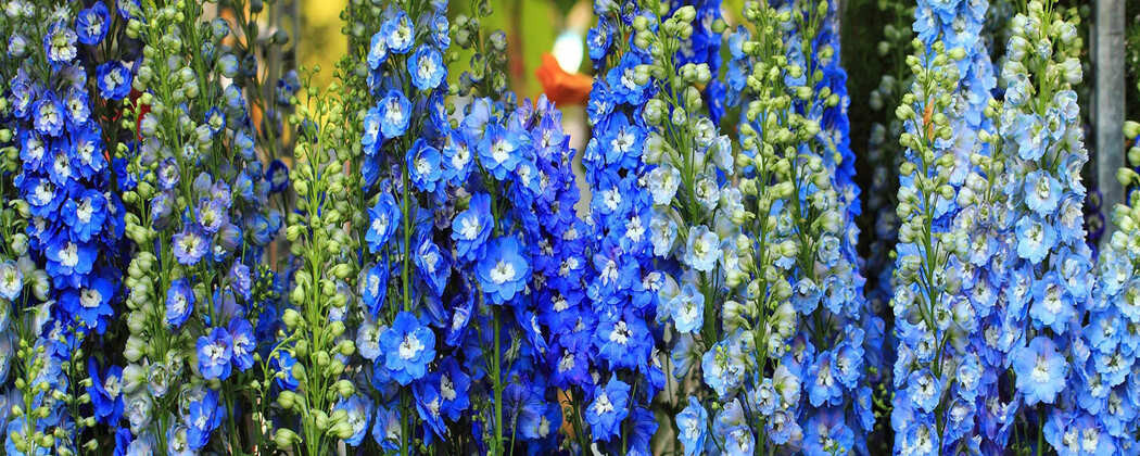 Delphinium (Nemtisor) - Radacini Flori Perene