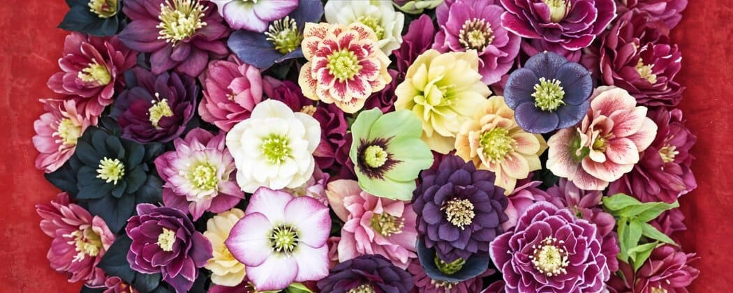 Spanz (Helleborus) - Radacini Flori Perene