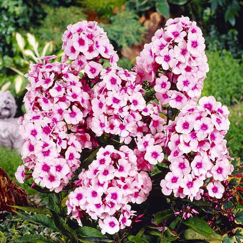 Phlox (Brumarele) - Radacini Flori Perene