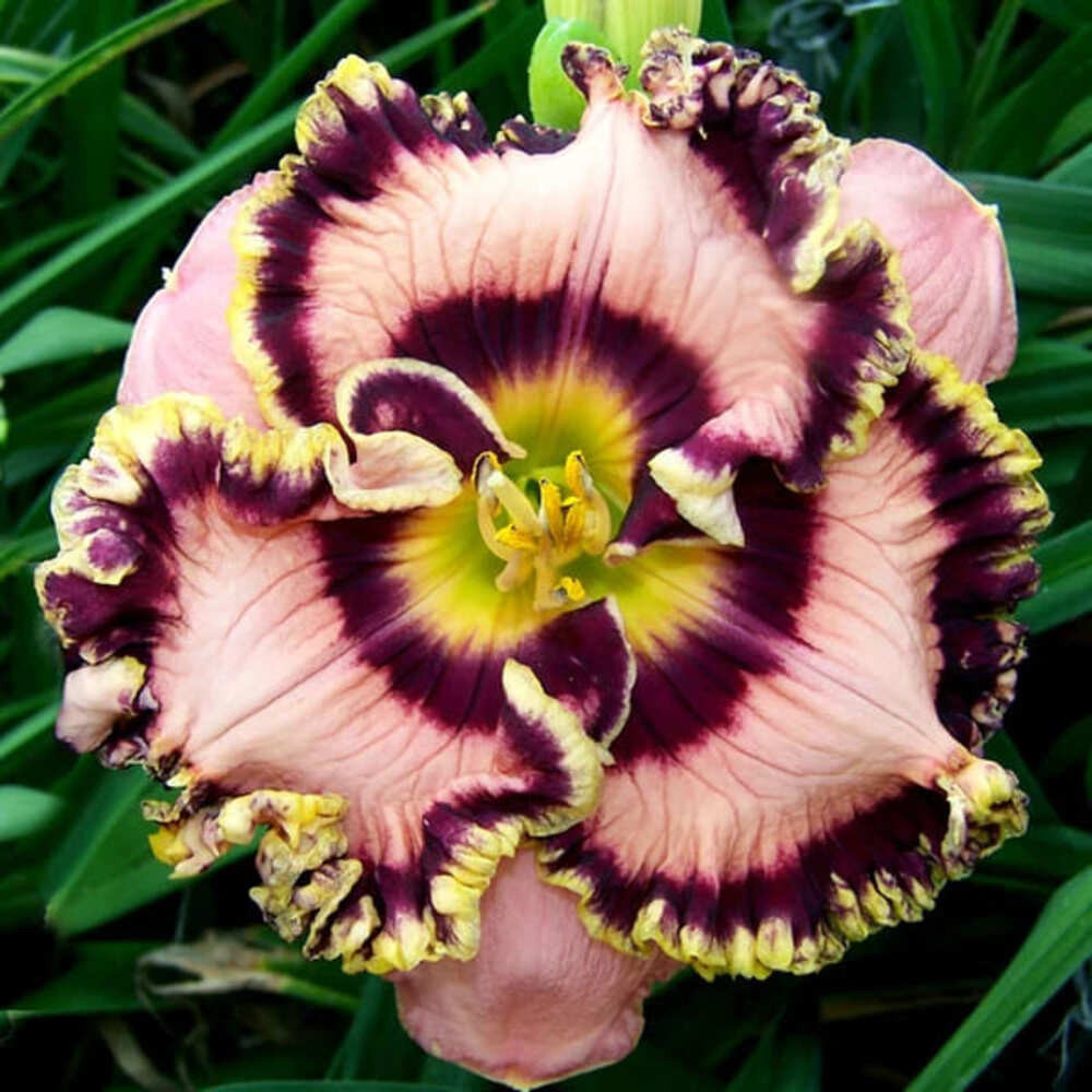 Hemerocallis - Rizomi