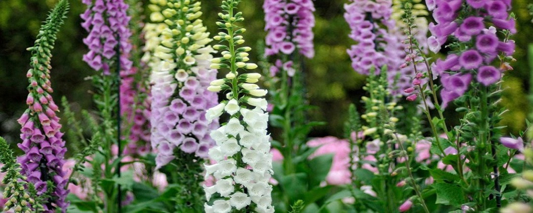 Digitalis - Radacini Flori Perene