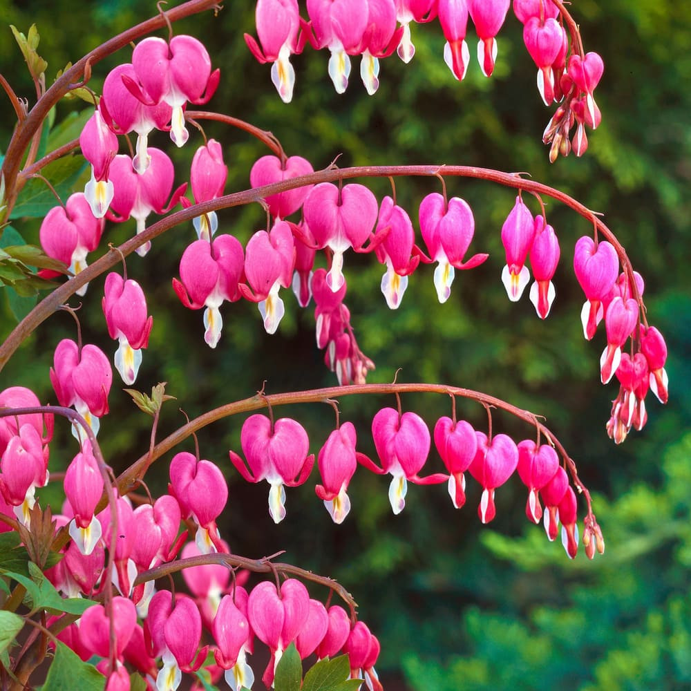 Cerceii Doamnei (Dicentra) - Radacini